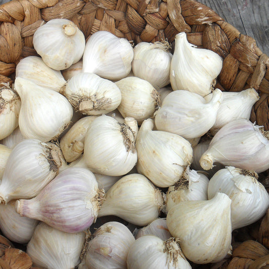 SMALL size - ORGANIC «MUSIC» GARLIC