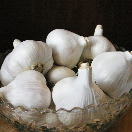 ORGANIC «MUSIC» SEEDS IN BULK