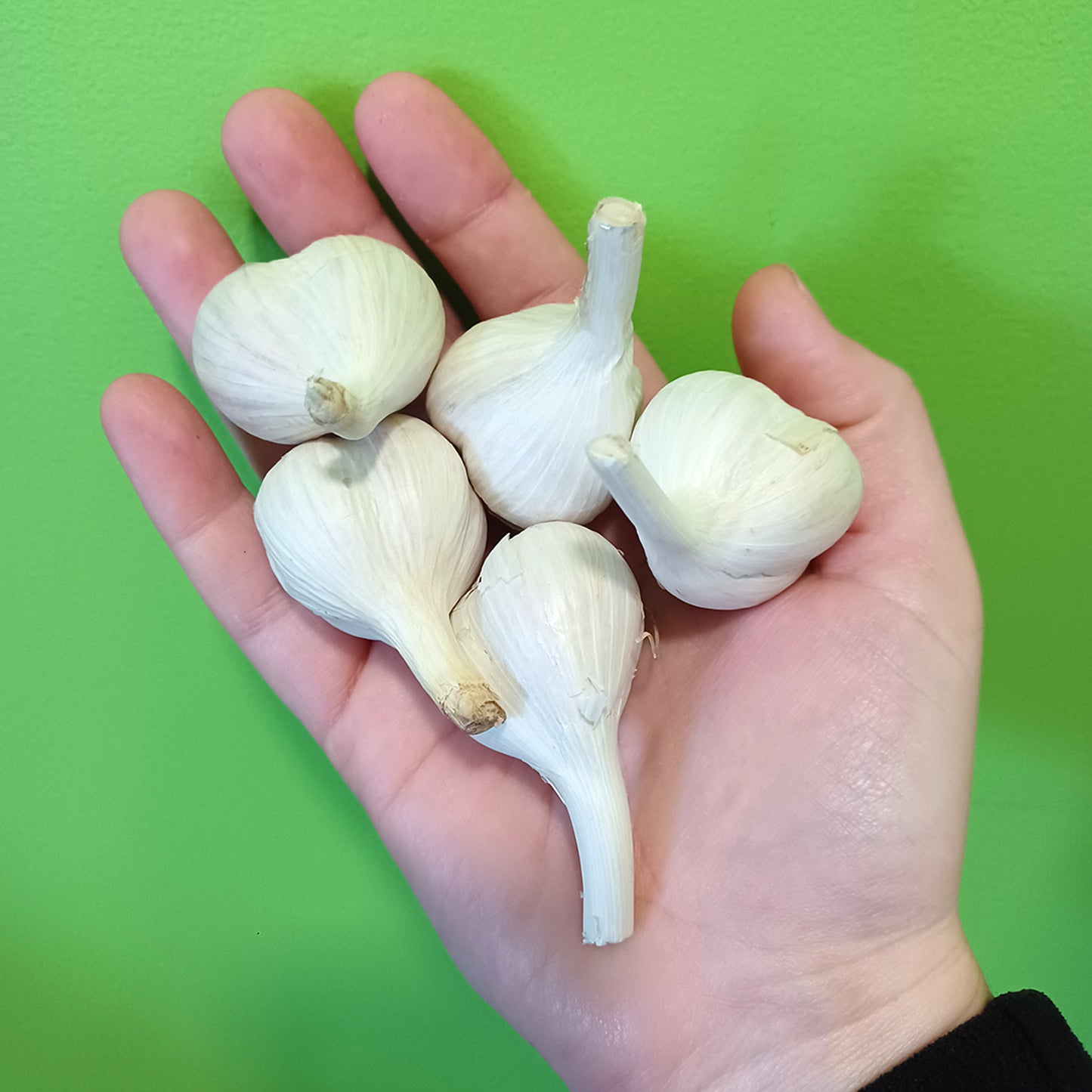 VERY SMALL caliber - ORGANIC “MUSIC” GARLIC