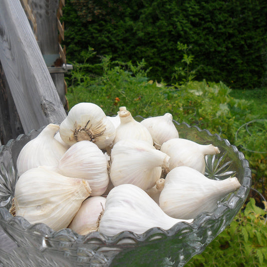 MEDIUM size - ORGANIC «MUSIC» GARLIC