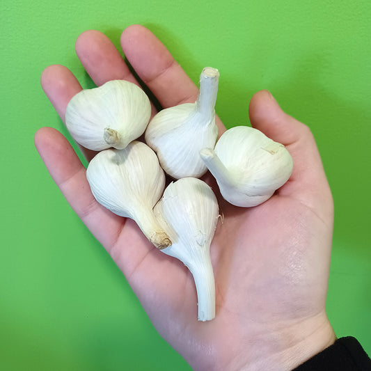 VERY SMALL caliber - ORGANIC “MUSIC” GARLIC